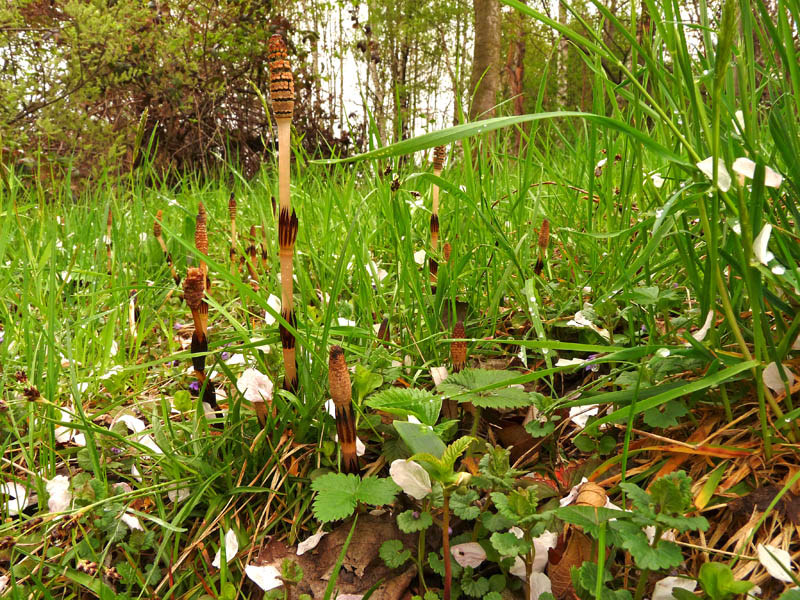 Equisetum arvense